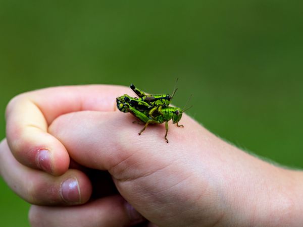 A large green grasshopper, locust, sits on a child's hand