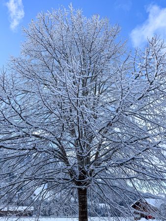 Fresh powder snow on top of a leafless tree
