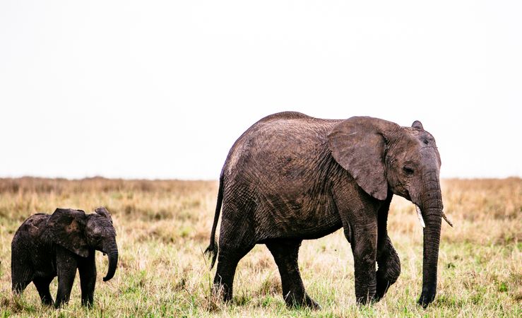 Elephants walking on grass field