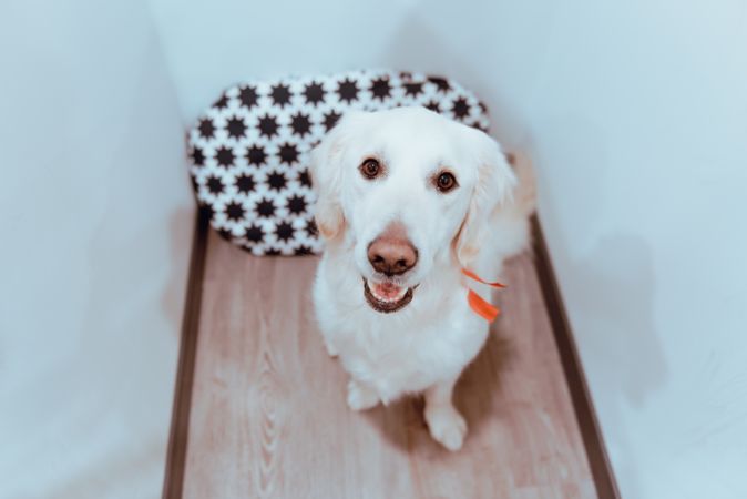 Big Labrador looking at camera