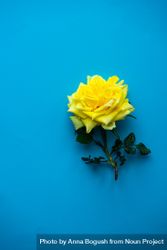 Yellow rose on blue background 0PjvDm