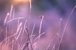 Close up of long grass and plants in the autumn