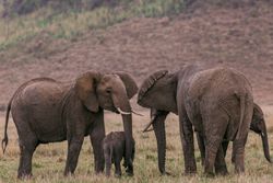 Elephants on brown field