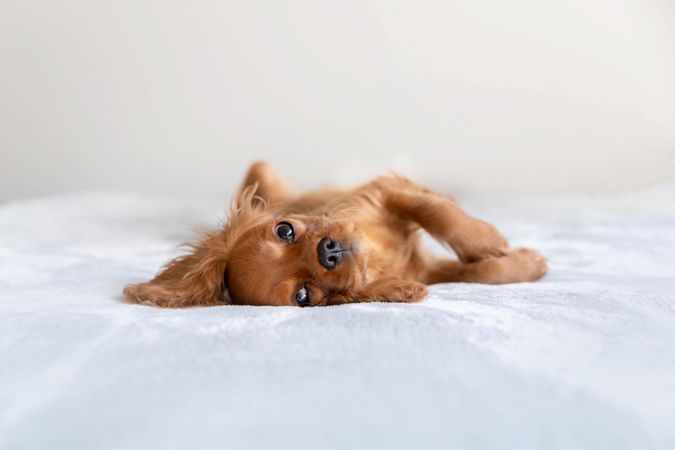 Cavalier spaniel resting on side in bed