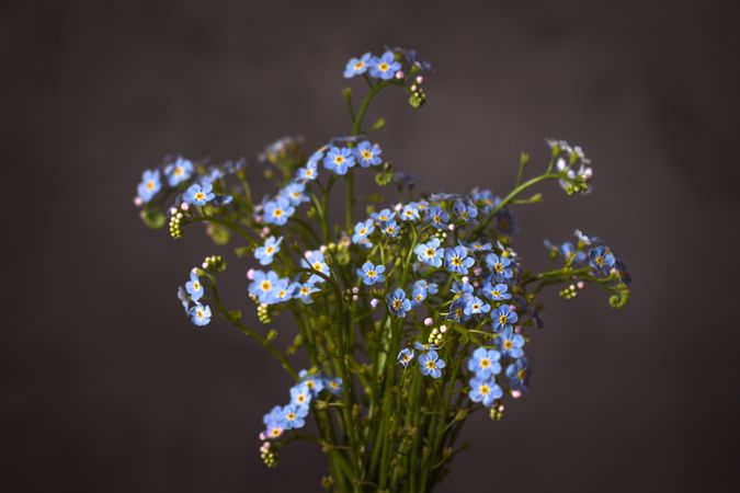 Bouquet of blue forget me nots in grey room