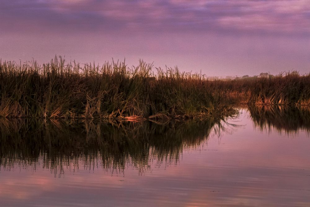Tall grass in water during a pink hued dusk