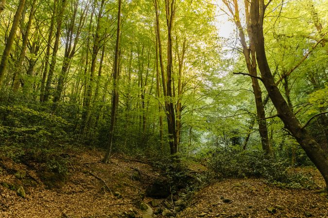 Tree in the middle of the forest