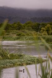 Marshy river on an overcast day