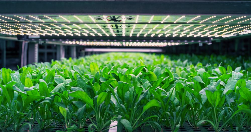 Spinach Leaves Mass Production in a Controlled Environment at a Modern Vertical Farm. Automated Hydroponics Facility with Air Temperature, Light, Water, Humidity Levels Regulated for Optimal Growth