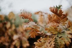 Autumn leaves growing on tree