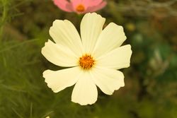 Delicate light flower growing in field