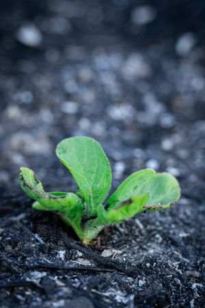 New Plants grow on burned land