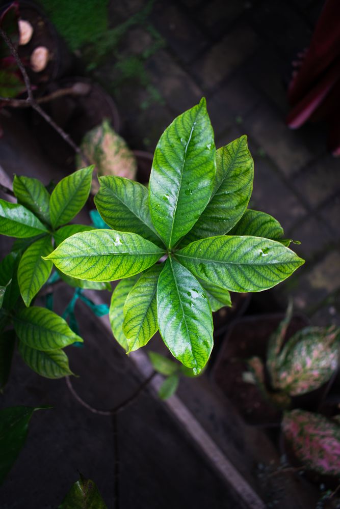 Top view of Houseplant in front of house with other plant as background