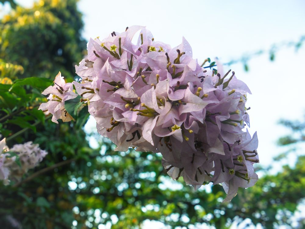 purple Bougainvillea flower