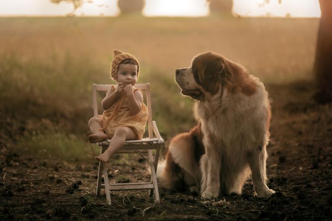 Baby girl sitting on wooden chair in nature next to St. Bernard dog