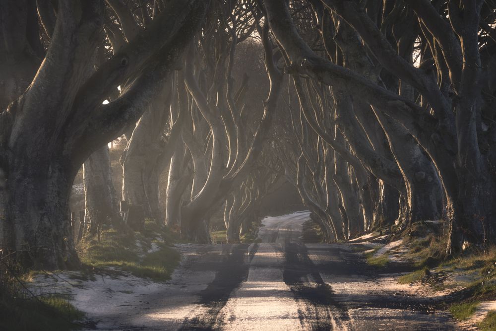 Tunnel of giant beech leafless trees in Ireland