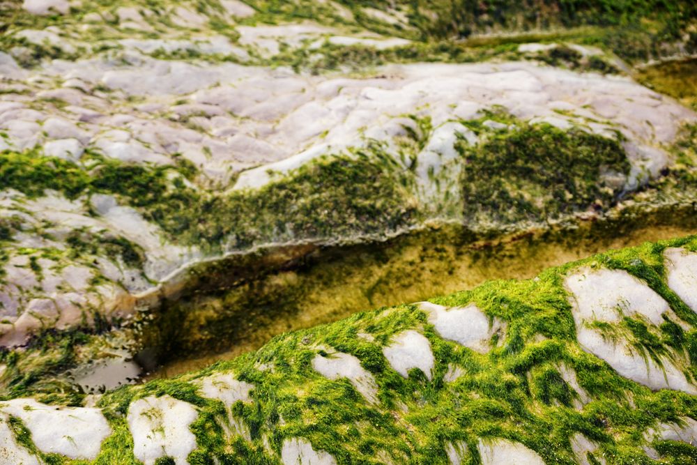 Stony hill covered with moss