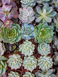 Pots of succulents in rows