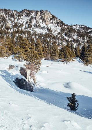 Picturesque view of mountains with forest in snow