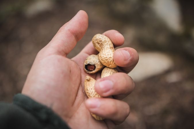 Crop hand with peanuts