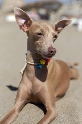 Little italian greyhound dog in the beach