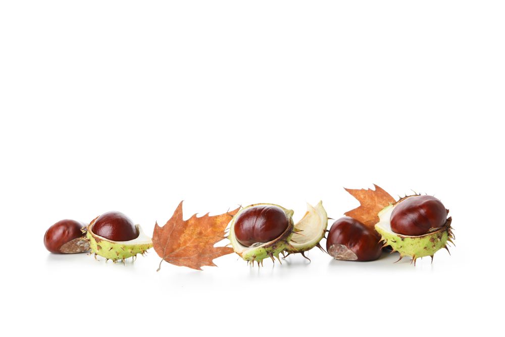 Fresh and ripe chestnuts, isolated on plain background