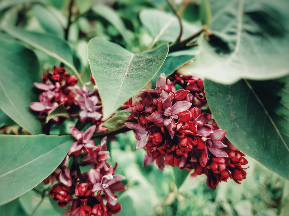 Red milkweed in close up