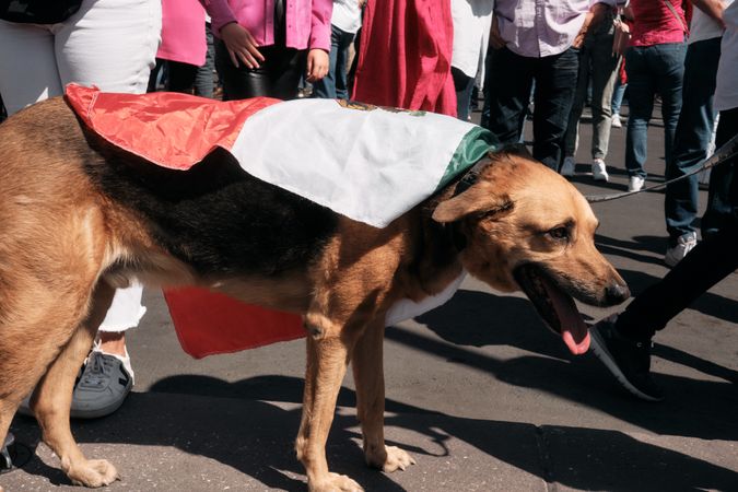 Mexico City, Mexico - February 26th, 2022: Dog draped in Mexican flag at protest