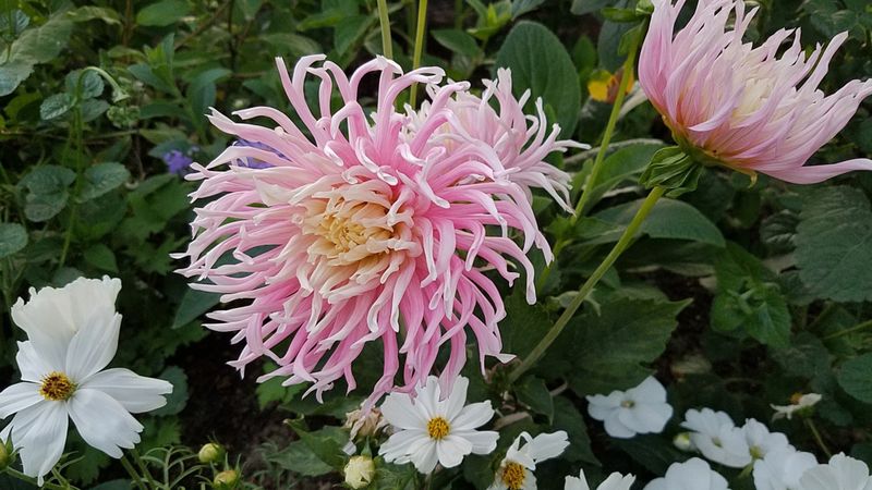 Pink stars-lady dahlia among foliage