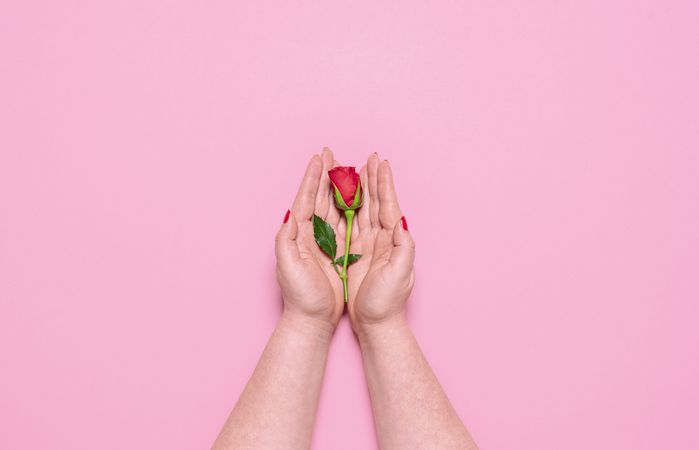 Woman hands holding a red rose on pink background