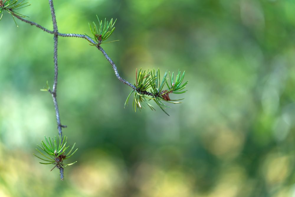 Green branch in forest at Northland Arboretum in Brainerd, MN