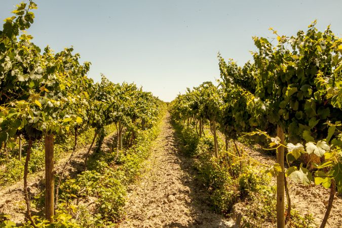 Ripening grape at vineyard
