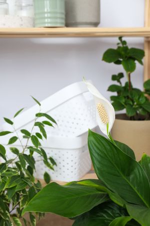 Cozy hobby - growing indoor plants at home