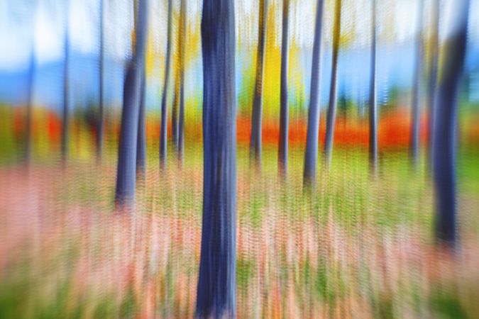 Blurred trees in forest