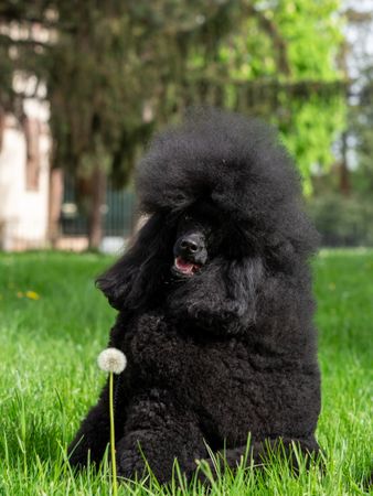A very beautiful and elegant dark poodle.