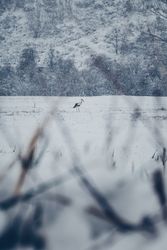 Winter landscape with stork