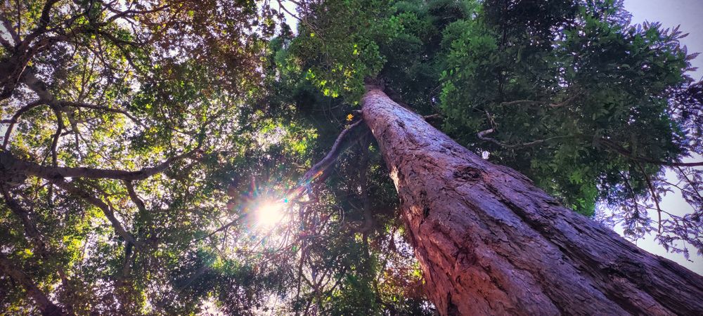Wide shot of the forest canopy of the Redwood Forest