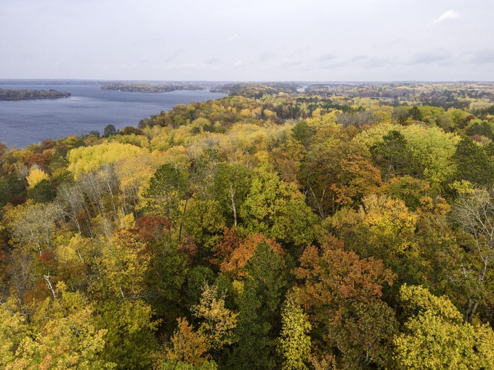 Fall trees next to Big Sandy Lake in McGregor, Minnesota