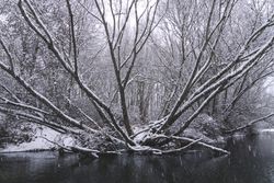 River streaming between snow forest