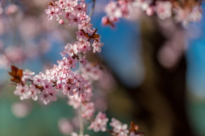 Branch on cherry blossom tree with many blossoms