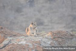 Brown lioness on brown rock during daytime 47j8l5