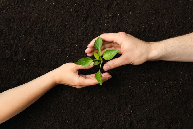 Woman and man hands hugs a green sprout in soil, top view and space for text. Environmental protection. Agriculture