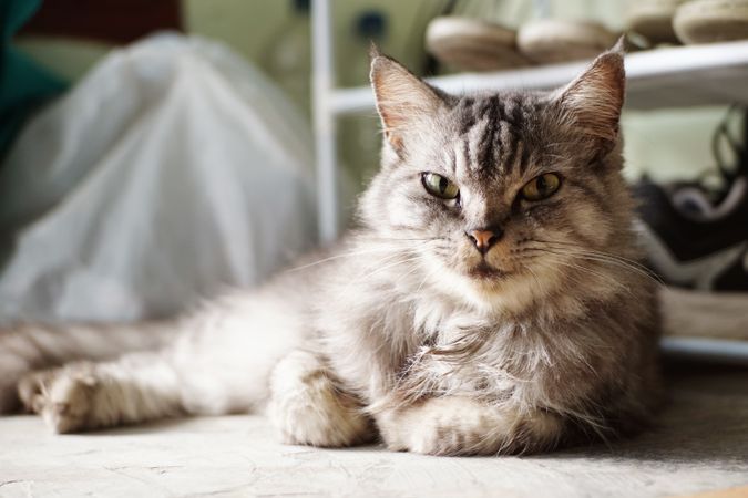A cat is lying on the floor and looking at the camera.