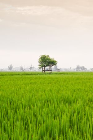 Tree at the end of a field of green grass