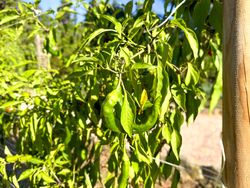 Green and Red chili pepper plant