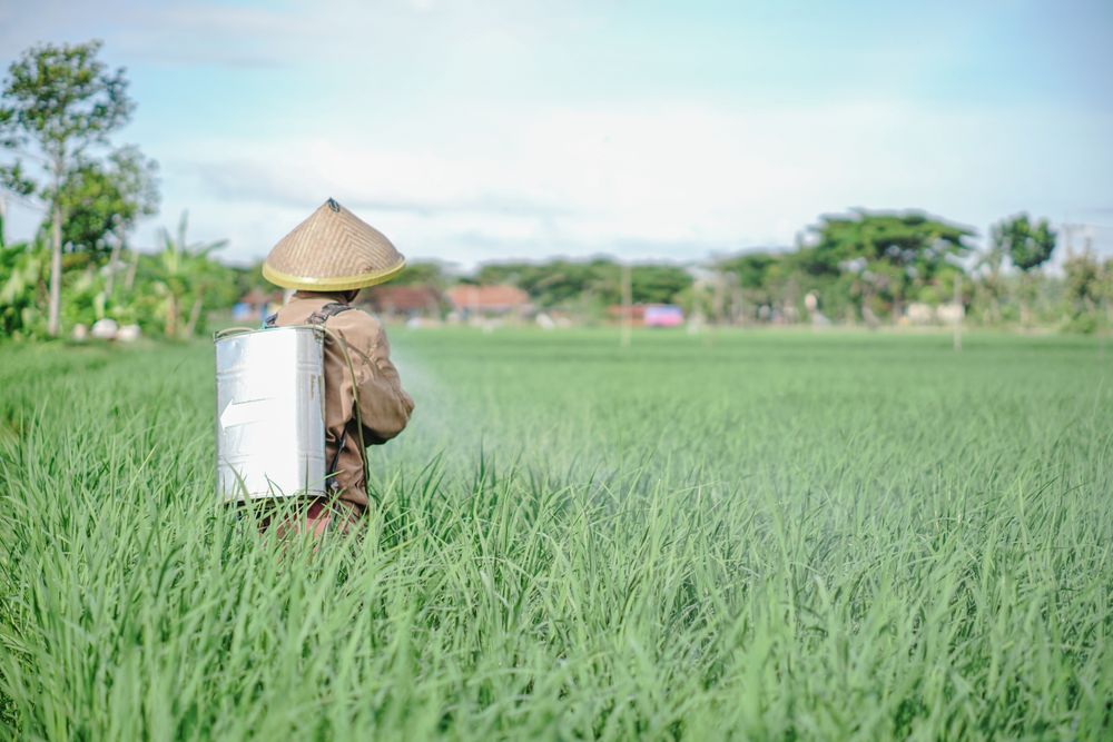 A older man farmer spraying pesticide on rice green field