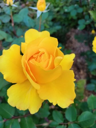 Yellow rose in a bush