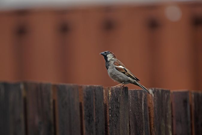 House Sparrow on brown wooden fence