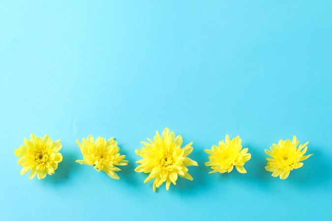 Flat lay. Yellow chrysanthemums on blue background, copy space