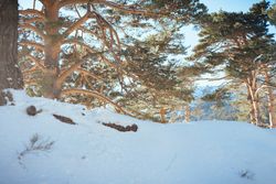 Snowy charming landscape in winter forest